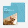 Kitty Cat Cards - Blue